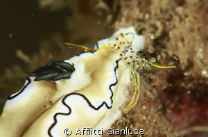 shrimp and nudibranchia by Afflitti Gianluca 